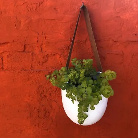 Ginkgo بيت ضيافة *
